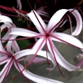 کرینوم لیلی  Crinum Lily